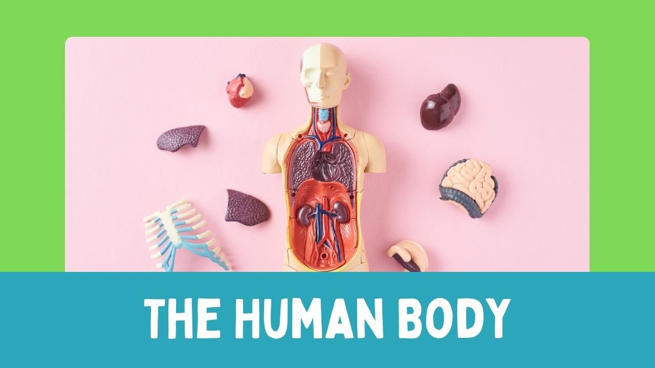 The Human Body