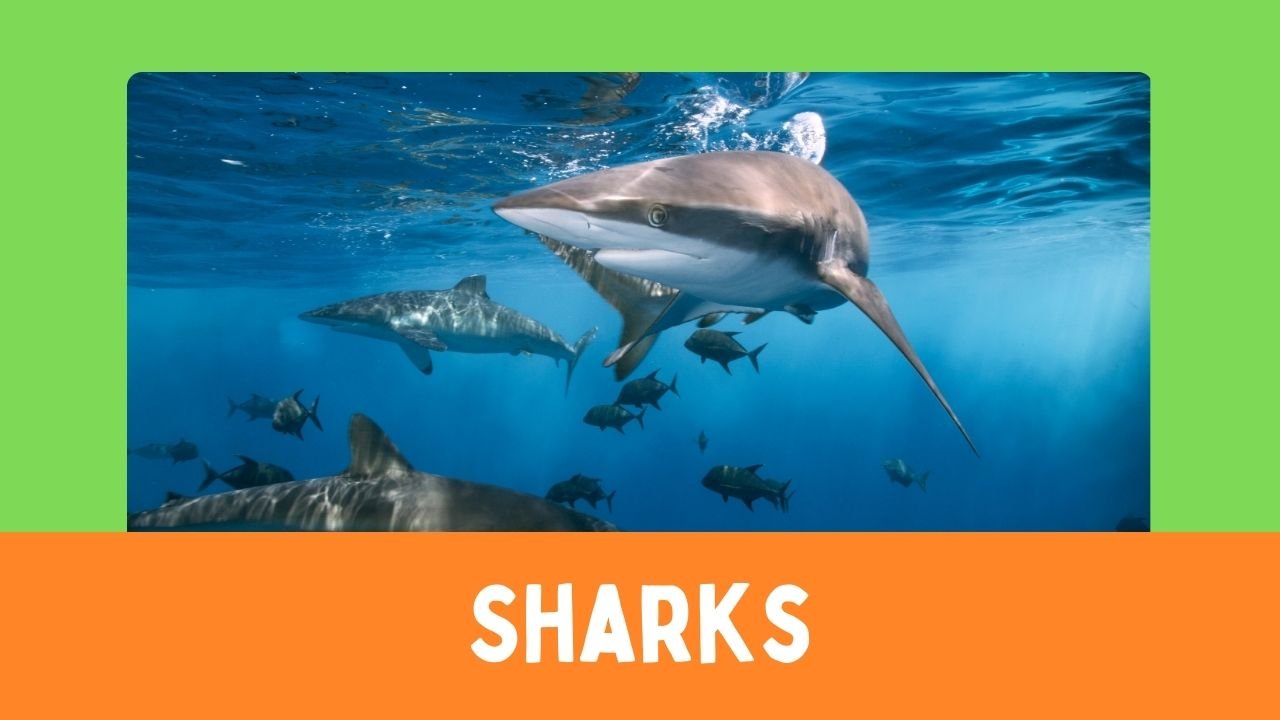 Sharks