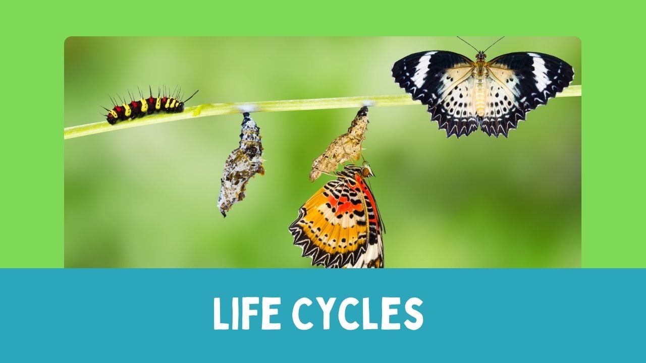 Life Cycles