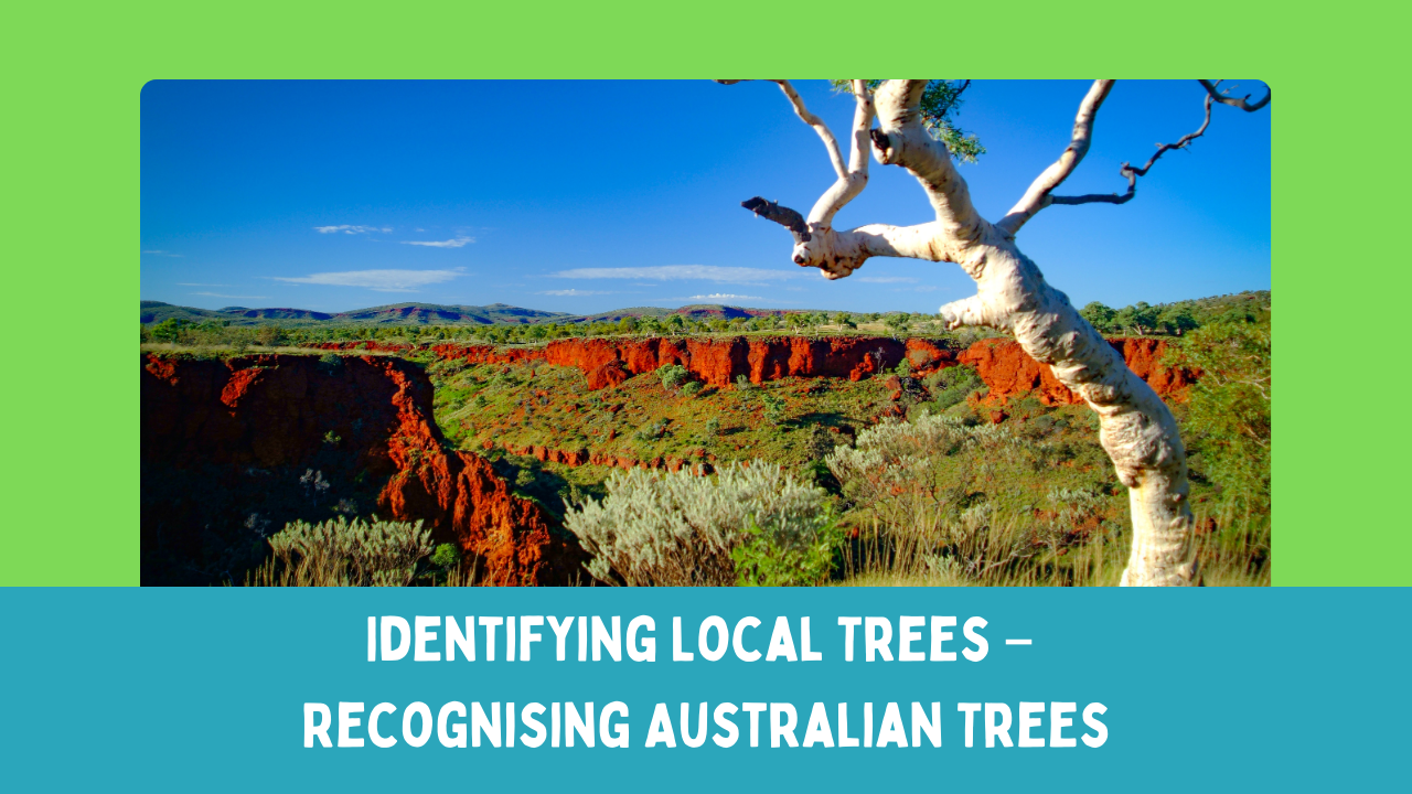 Identifying Local Trees – Recognising Australian Trees