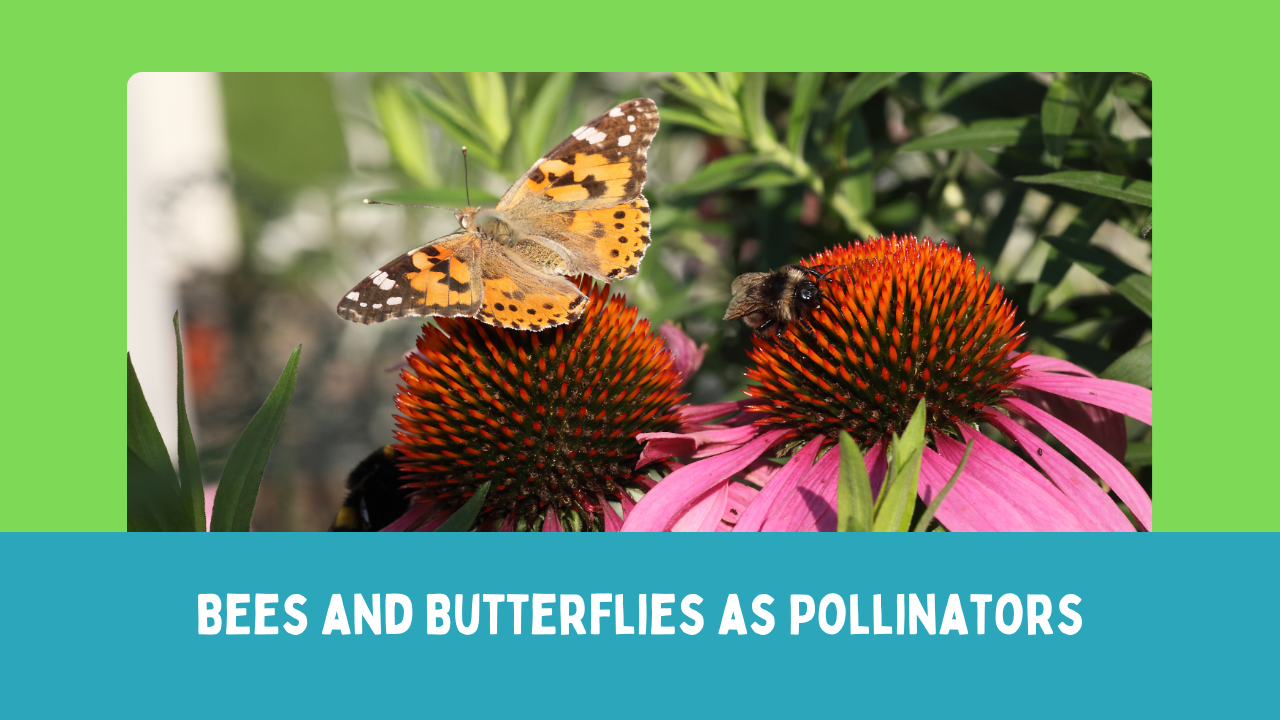 Bees and Butterflies as Pollinators