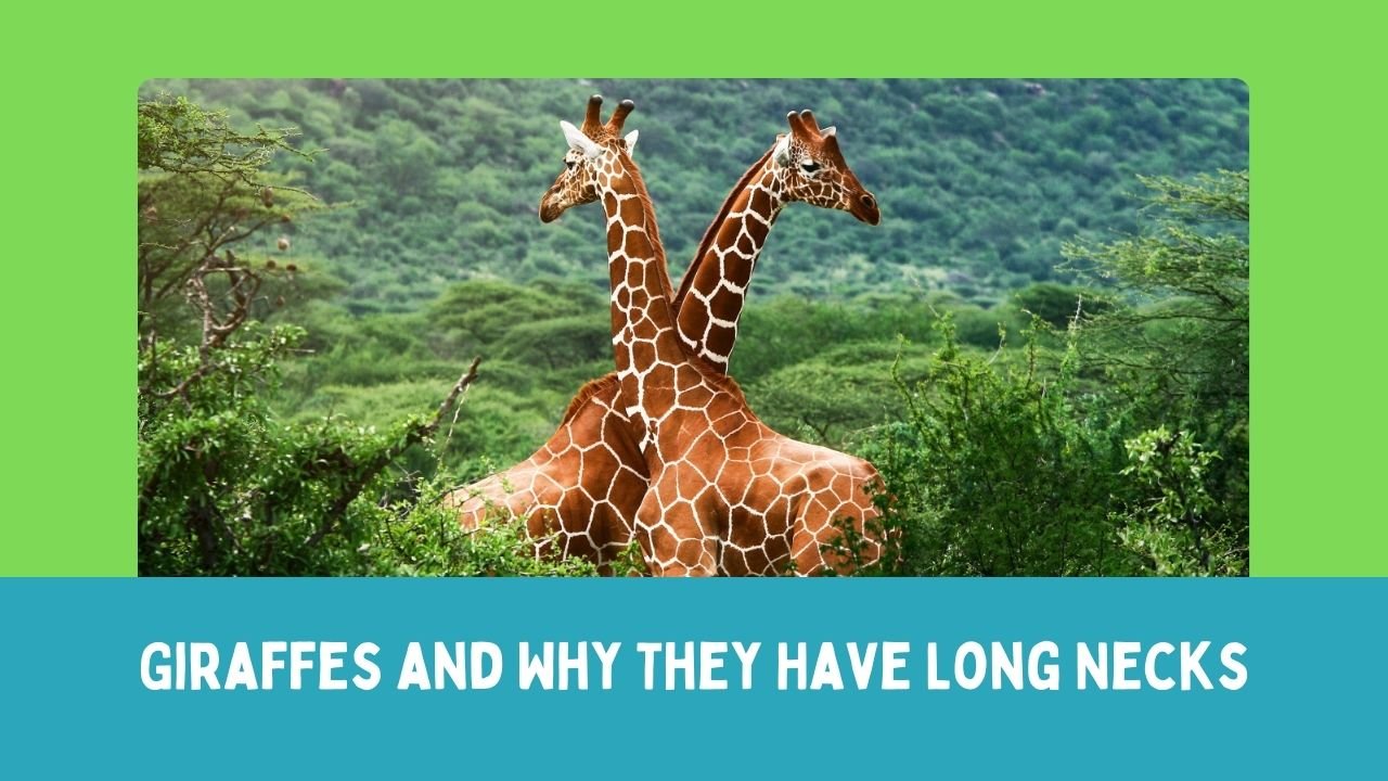 Giraffes and Why They Have Long Necks