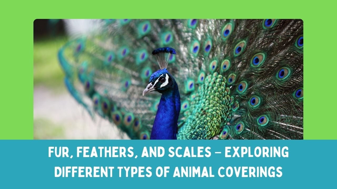 Fur, Feathers, and Scales – Exploring Different Types of Animal Coverings