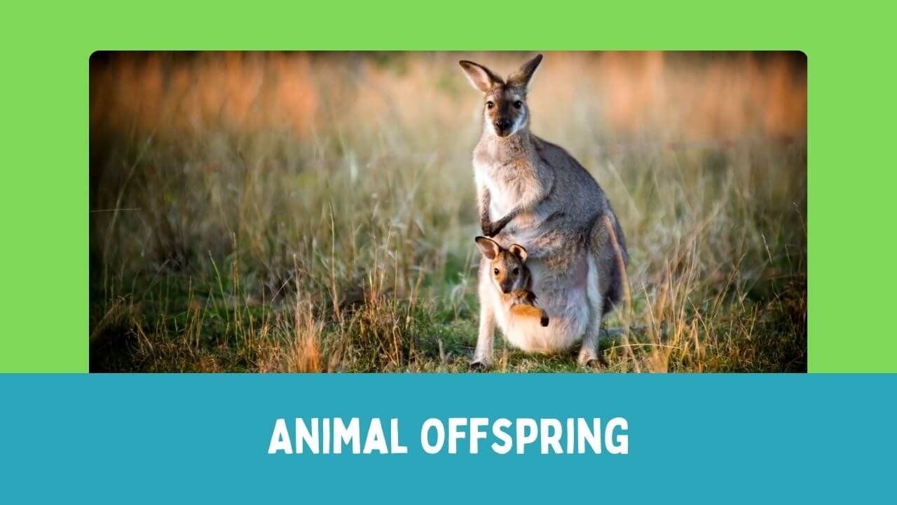 Animal Offspring
